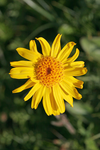 Arnica Montana